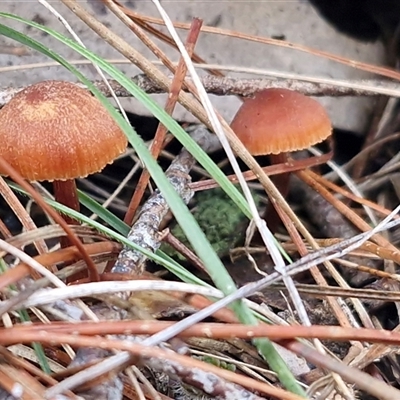 Laccaria sp. (Laccaria) at Wollogorang, NSW - Yesterday by trevorpreston