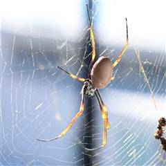 Unverified Spider at Noosa Heads, QLD - 1 Jul 2025 by ConBoekel