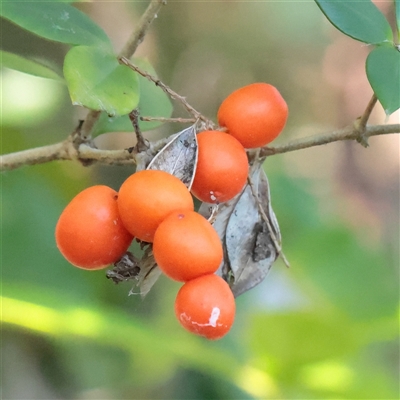Alyxia ruscifolia at Noosa Heads, QLD - 2 Jul 2025 by ConBoekel