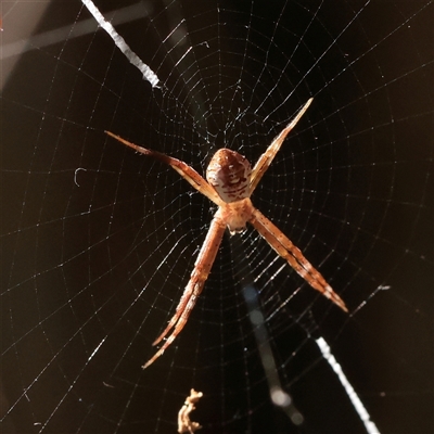 Unverified Spider at Noosa Heads, QLD - 2 Jul 2025 by ConBoekel