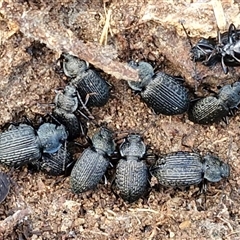 Adelium porcatum at Wollogorang, NSW - Today by trevorpreston