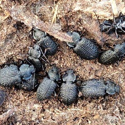 Adelium porcatum at Wollogorang, NSW - Today by trevorpreston