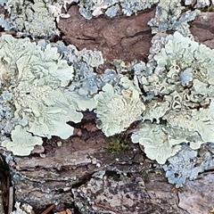 Unverified Lichen at Wollogorang, NSW - Today by trevorpreston