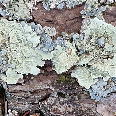 Unverified Lichen at Wollogorang, NSW - Today by trevorpreston