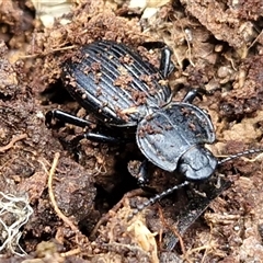Unverified Darkling beetle (Tenebrionidae) at Collector, NSW - Today by trevorpreston