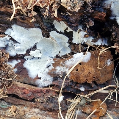 Unverified Other non-black fungi  at Collector, NSW - Yesterday by trevorpreston
