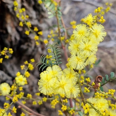 Acacia terminalis (Sunshine Wattle) at Collector, NSW - Today by trevorpreston