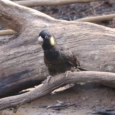 Zanda funerea (Yellow-tailed Black-Cockatoo) at Hackett, ACT - 17 Jul 2025 by HappyWanderer