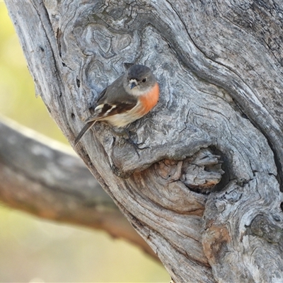 Petroica boodang (Scarlet Robin) at Symonston, ACT - Today by LineMarie