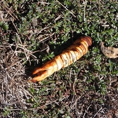 Hepialidae (family) IMMATURE at Symonston, ACT - Today by LineMarie