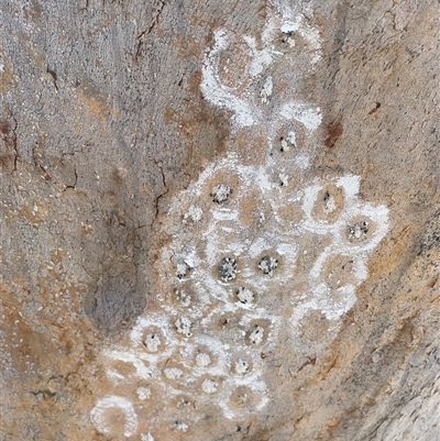 Unverified Fungus at Symonston, ACT - Yesterday by LineMarie