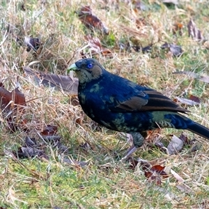 Ptilonorhynchus violaceus (Satin Bowerbird) at Penrose, NSW - Today by Aussiegall