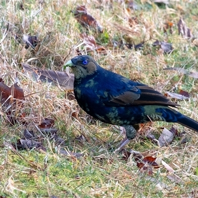 Ptilonorhynchus violaceus (Satin Bowerbird) at Penrose, NSW - Today by Aussiegall