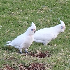 Cacatua sanguinea at Ballyroe, NSW - 15 Jul 2025 by TwoRivers