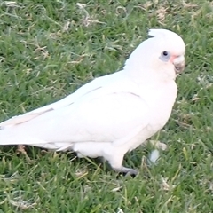 Cacatua sanguinea at Ballyroe, NSW - 15 Jul 2025 04:26 PM
