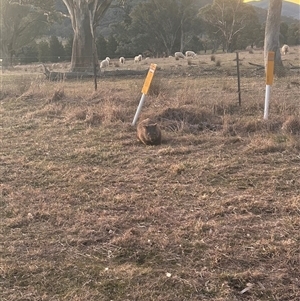Vombatus ursinus at Uriarra Village, ACT - 18 Jul 2025 05:25 PM