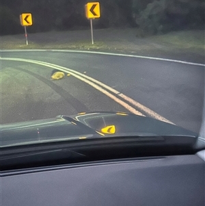 Tachyglossus aculeatus at Uriarra Village, ACT - 18 Jul 2025 05:32 PM