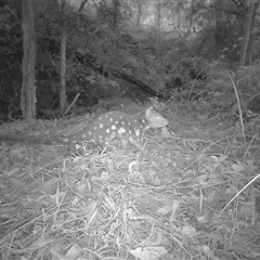 Dasyurus maculatus ssp. maculatus (Spotted-tailed Quoll) at Warranulla, NSW - 15 Jul 2025 by AquilaRise