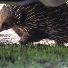 Tachyglossus aculeatus by KylieWaldon