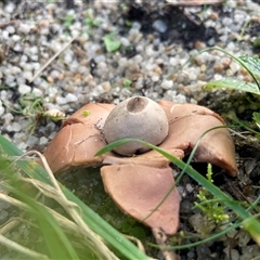 Geastrum sp. (genus) at Derby, TAS - Yesterday by Dora