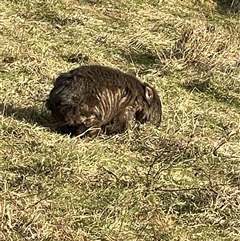 Vombatus ursinus at Mathinna, TAS - Yesterday by Dora