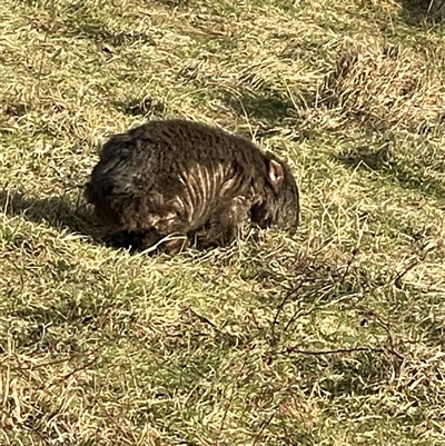 Vombatus ursinus at Mathinna, TAS - Yesterday by Dora