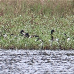 Anseranas semipalmata at Carrington, QLD - 16 Jun 2025 by Rixon