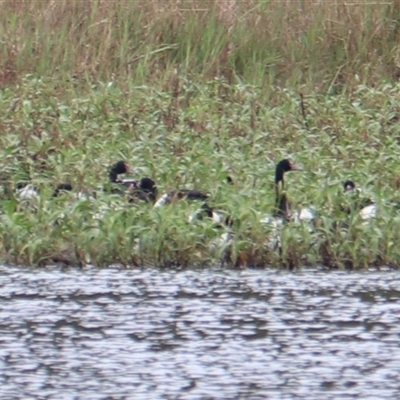 Anseranas semipalmata at Carrington, QLD - 16 Jun 2025 by Rixon