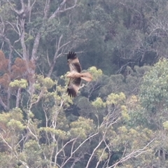 Haliastur sphenurus at Carrington, QLD - 16 Jun 2025 by Rixon