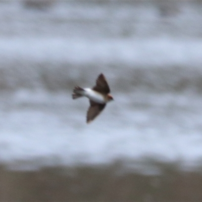 Petrochelidon ariel at Carrington, QLD - 16 Jun 2025 by Rixon