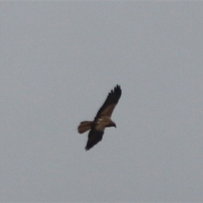 Milvus migrans at Carrington, QLD - 16 Jun 2025 by Rixon