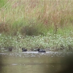 Fulica atra at Carrington, QLD - 16 Jun 2025 by Rixon