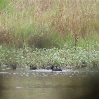 Fulica atra at Carrington, QLD - 16 Jun 2025 by Rixon