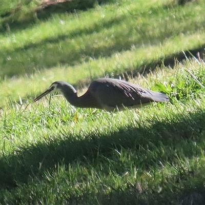 Egretta novaehollandiae at Wanniassa, ACT - Yesterday by RodDeb