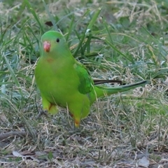 Polytelis swainsonii (Superb Parrot) at Wanniassa, ACT - Yesterday by RodDeb