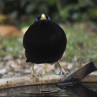 Ptilonorhynchus violaceus (Satin Bowerbird) at Stirling, ACT - 16 Jul 2025 by Harrisi