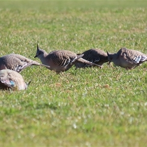 Ocyphaps lophotes (Crested Pigeon) at Wanniassa, ACT - Yesterday by RodDeb