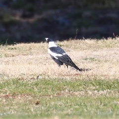 Gymnorhina tibicen (Australian Magpie) at Wanniassa, ACT - Yesterday by RodDeb