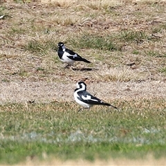 Grallina cyanoleuca at Wanniassa, ACT - Yesterday by RodDeb