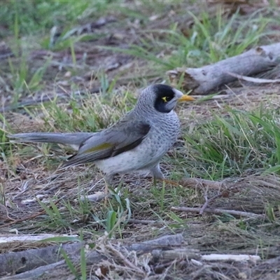Manorina melanocephala (Noisy Miner) at Wanniassa, ACT - Yesterday by RodDeb