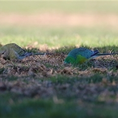 Psephotus haematonotus (Red-rumped Parrot) at Wanniassa, ACT - Yesterday by RodDeb