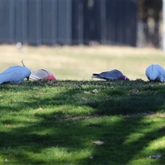 Cacatua galerita (Sulphur-crested Cockatoo) at Wanniassa, ACT - Yesterday by RodDeb