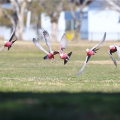 Eolophus roseicapilla (Galah) at Wanniassa, ACT - Yesterday by RodDeb