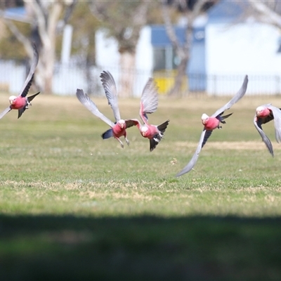 Eolophus roseicapilla (Galah) at Wanniassa, ACT - Yesterday by RodDeb