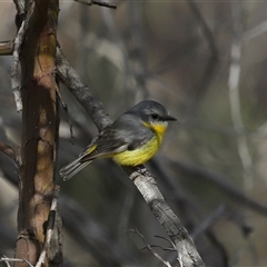 Eopsaltria australis (Eastern Yellow Robin) at Strathnairn, ACT - 17 Jul 2025 by TimL