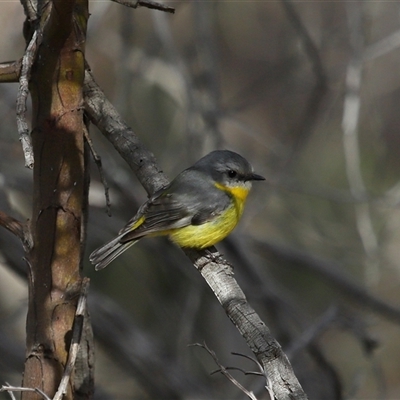 Eopsaltria australis (Eastern Yellow Robin) at Strathnairn, ACT - 17 Jul 2025 by TimL
