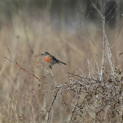 Petroica boodang (Scarlet Robin) at Strathnairn, ACT - 17 Jul 2025 by TimL