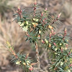 Melichrus urceolatus (Urn Heath) at Kambah, ACT - 13 Jul 2025 by gnome54321