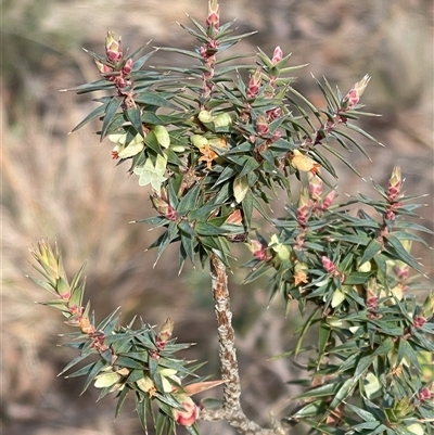 Melichrus urceolatus (Urn Heath) at Kambah, ACT - 13 Jul 2025 by gnome54321