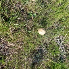 Unverified Cap on a stem; gills below cap [mushrooms or mushroom-like] at Walla Walla, NSW - Yesterday by RobCook